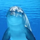Spreekbeurt: Dolfijnen