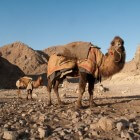 Wat zijn de verschillen tussen een kameel en dromedaris?