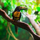Vogelpark Avifauna: een educatieve schoolreis?