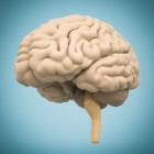 Leren & studeren: het lerende brein
